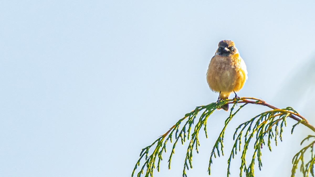 Tibetan Serin - ML624186152