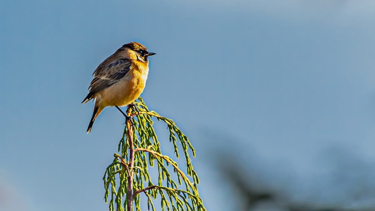 Tibetan Serin - ML624186153