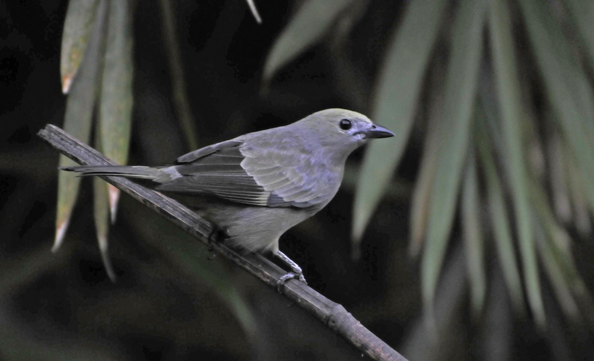 Palm Tanager - ML624186165