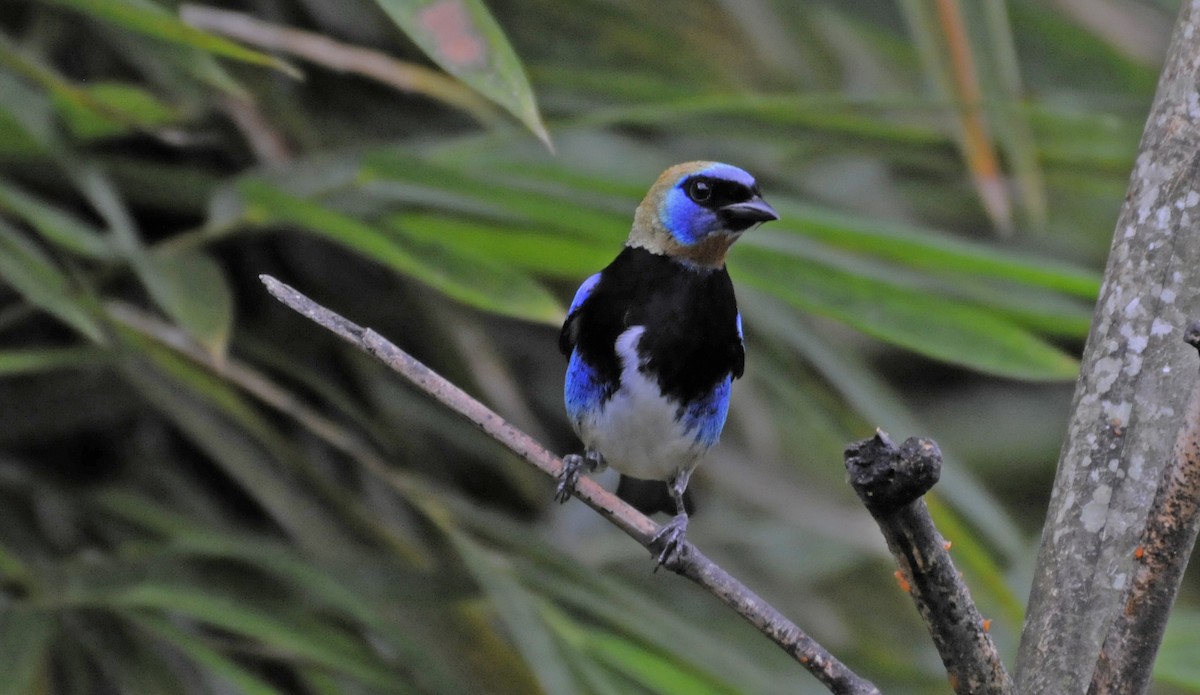 Golden-hooded Tanager - ML624186174