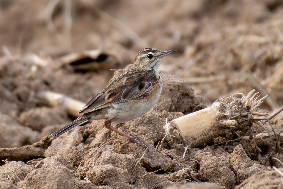 Paddyfield Pipit - Kalyan Gantait