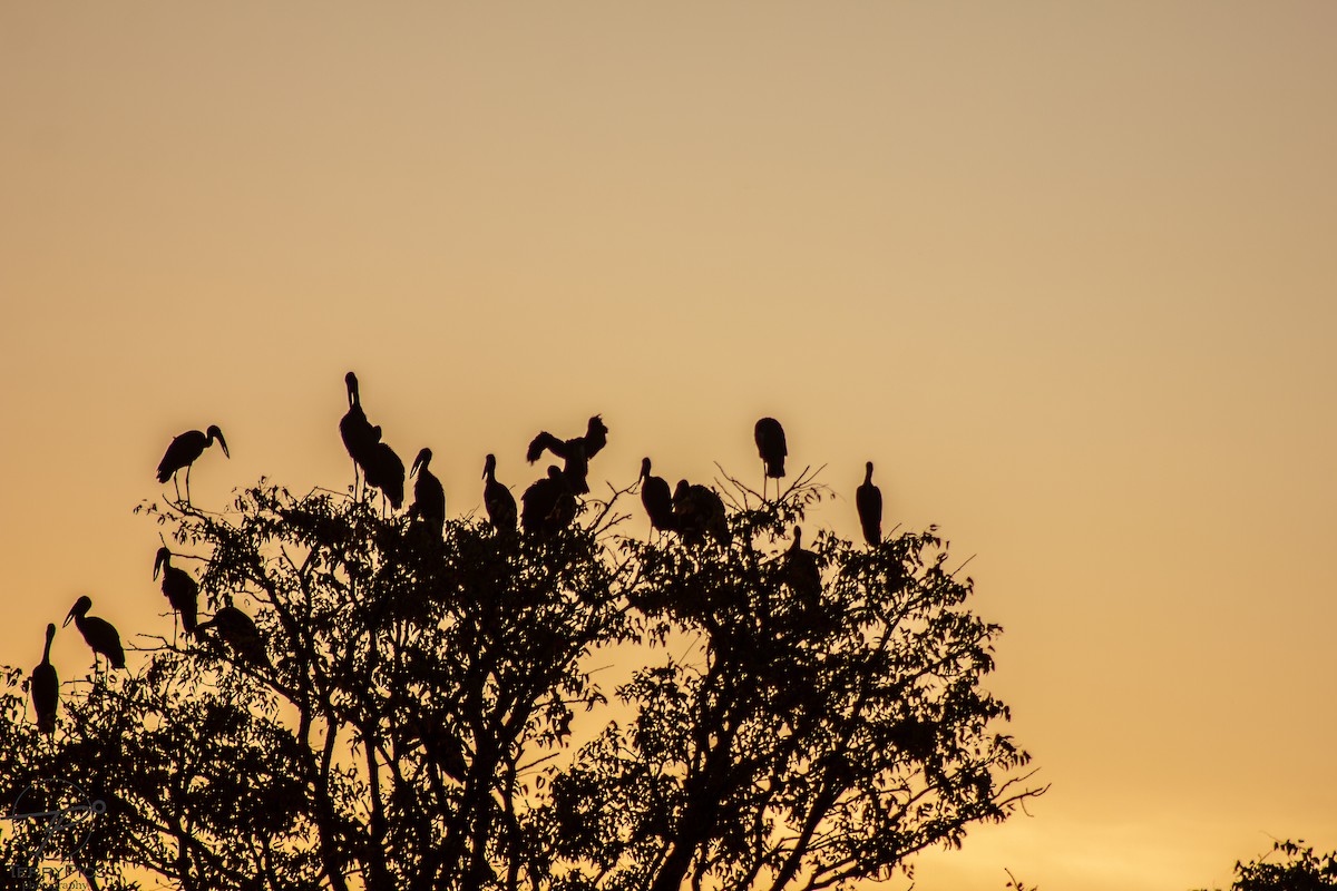 African Openbill - ML624186286