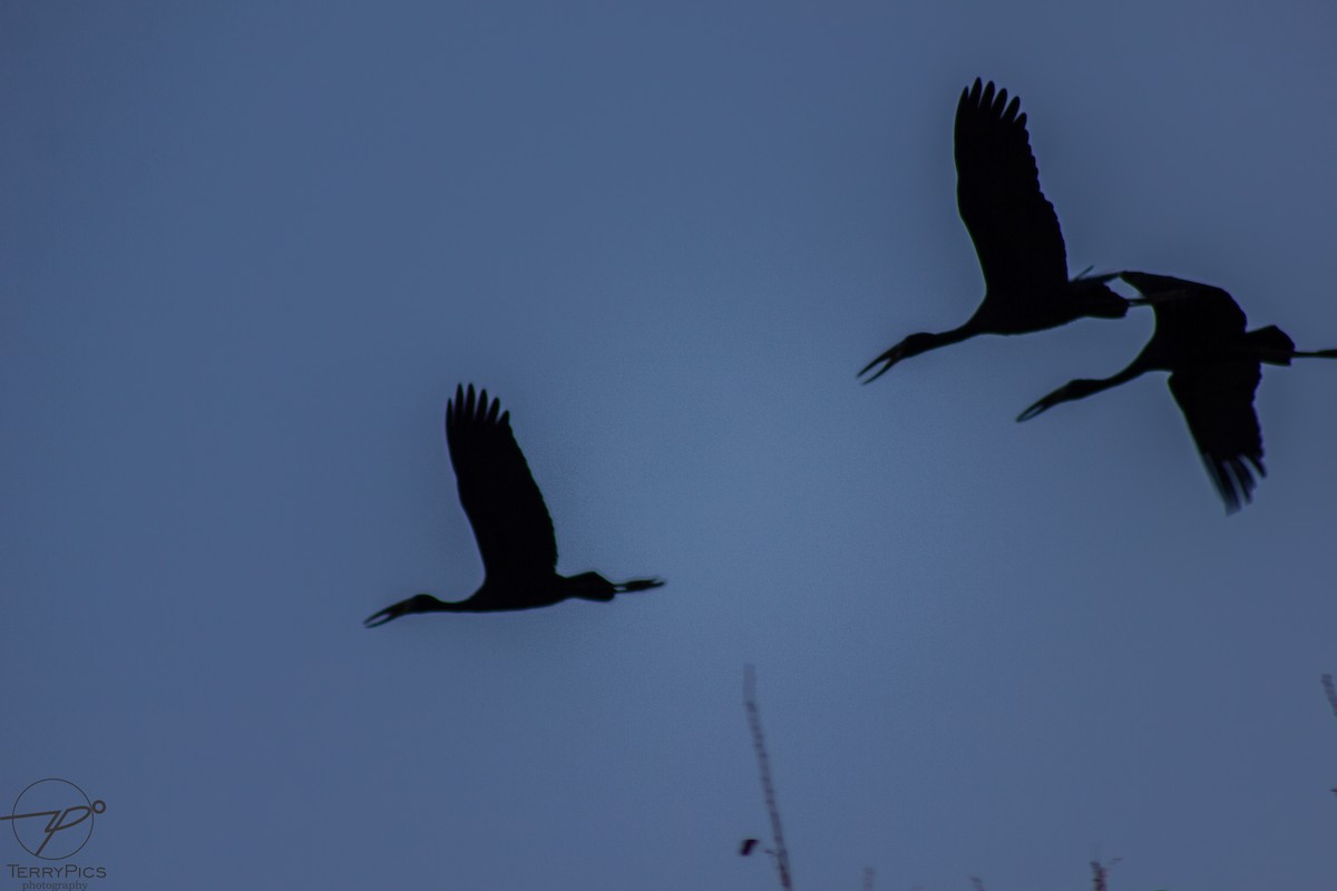 African Openbill - ML624186287