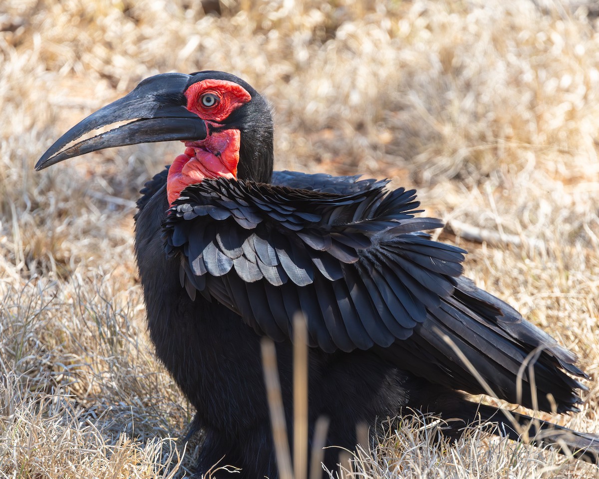 Southern Ground-Hornbill - ML624186289