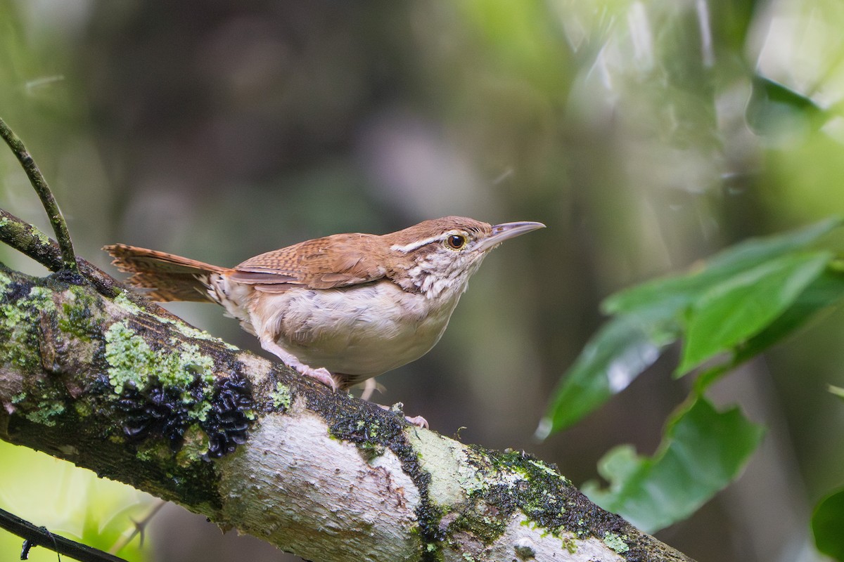 Antioquia Wren - ML624186310