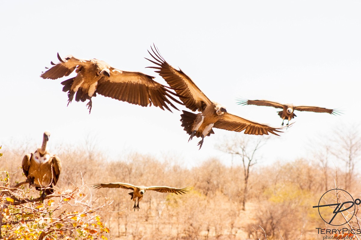 White-backed Vulture - ML624186340