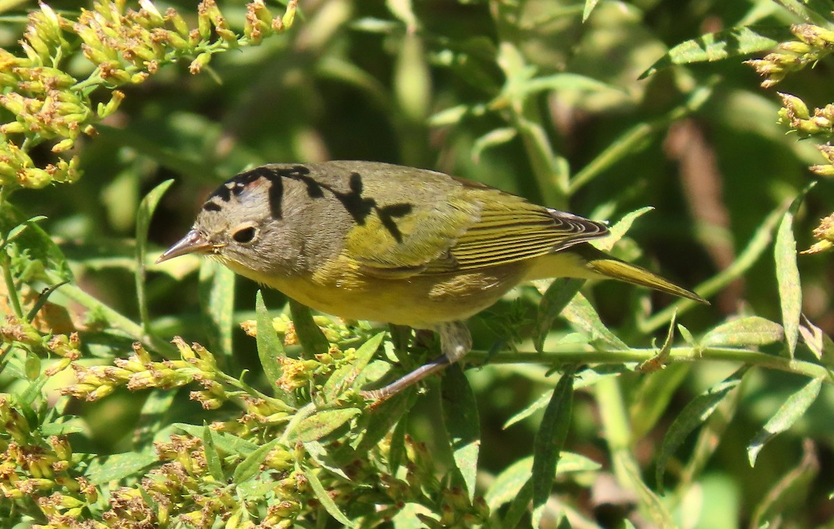 Nashville Warbler - Randy Shonkwiler