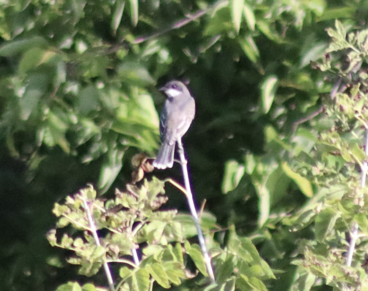 Eastern Kingbird - Erick Masias