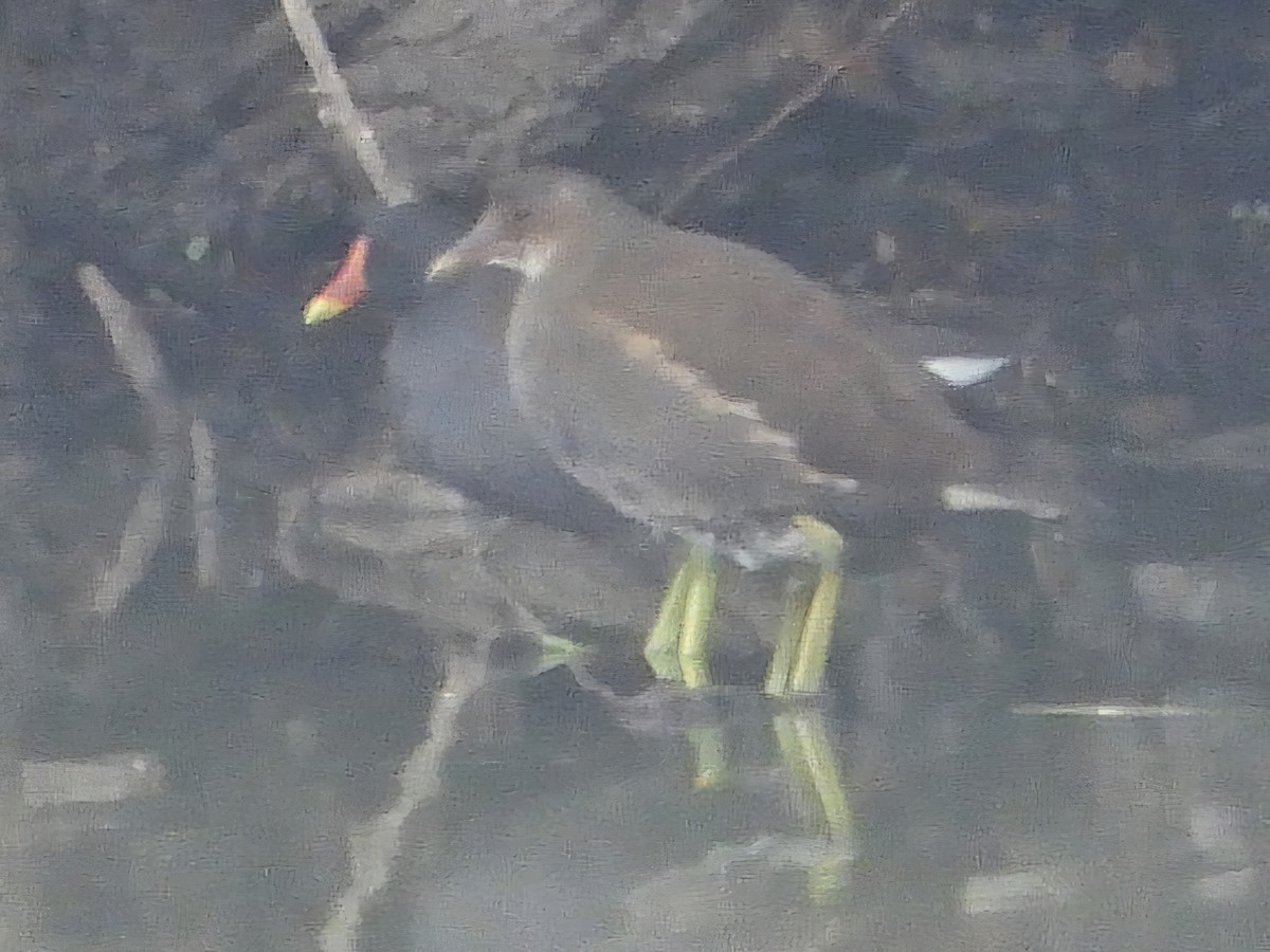 Eurasian Moorhen - Ivan V