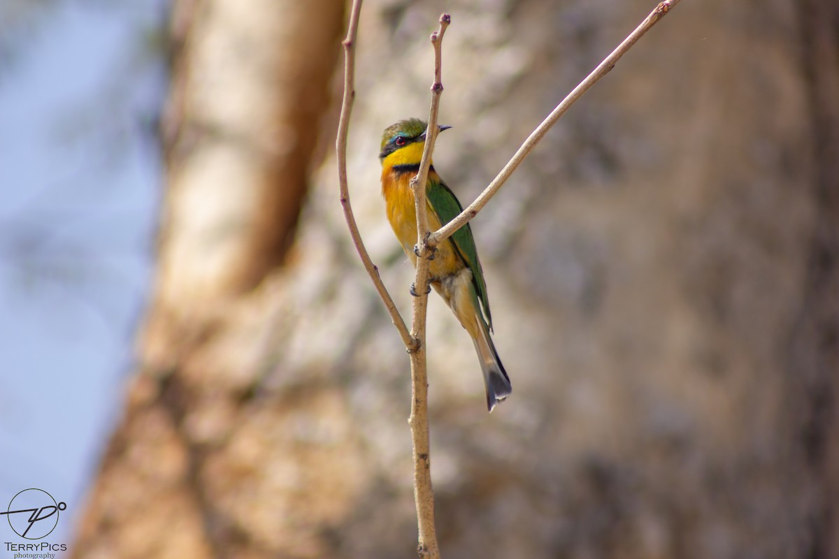 Little Bee-eater - ML624186381