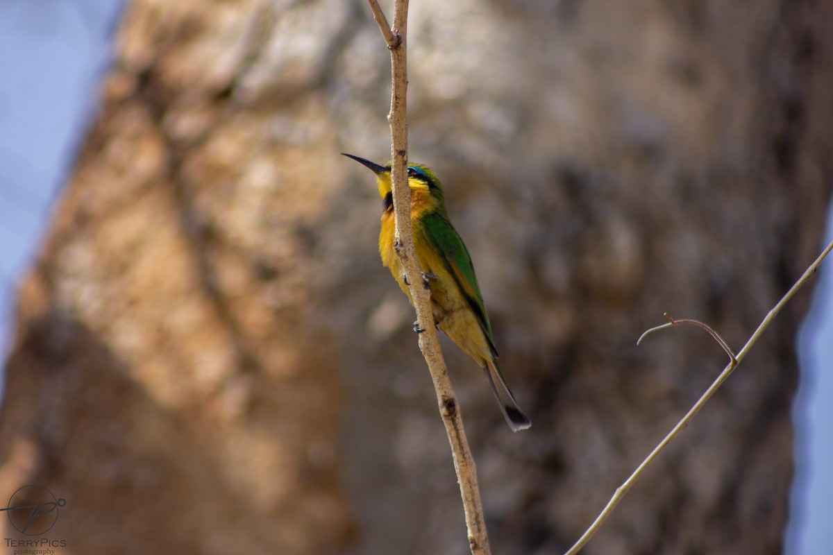 Little Bee-eater - ML624186382