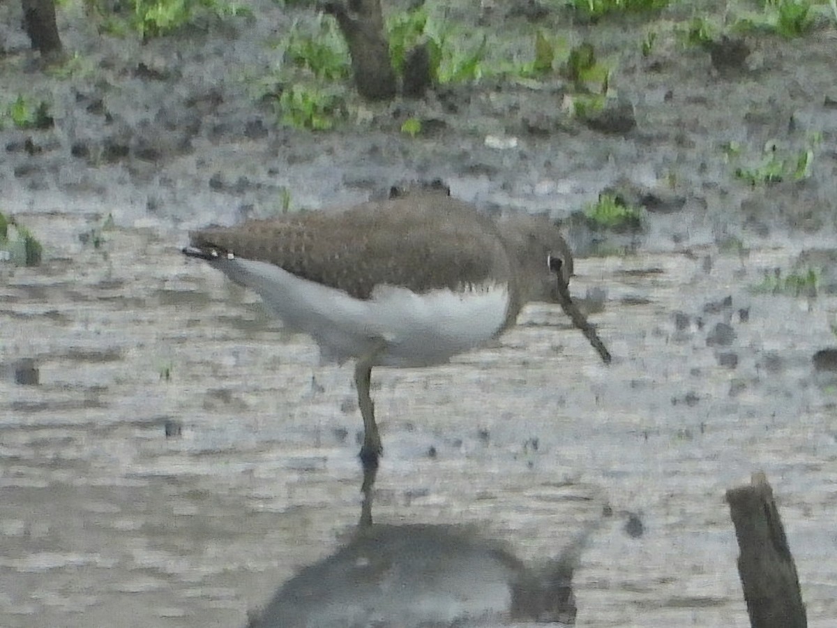 strandsnipe - ML624186389