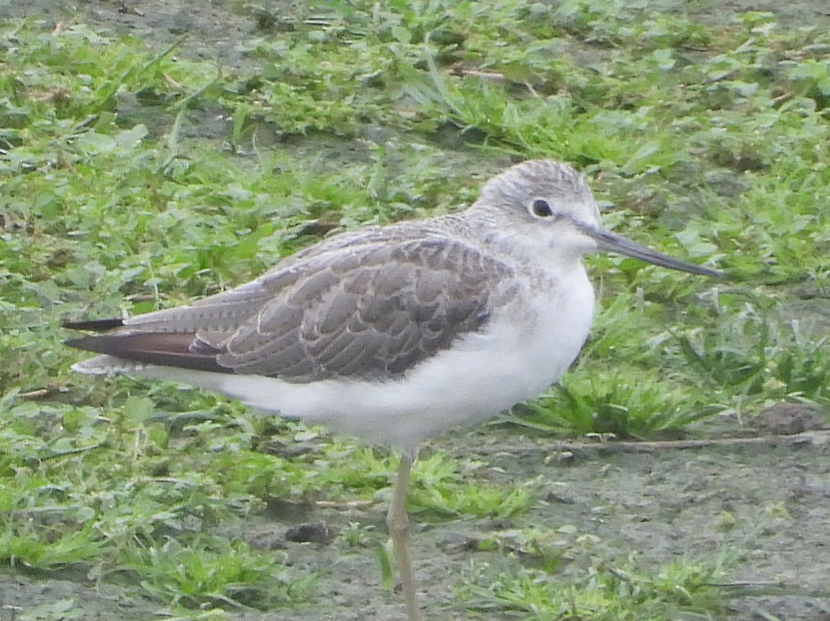 Common Greenshank - ML624186393