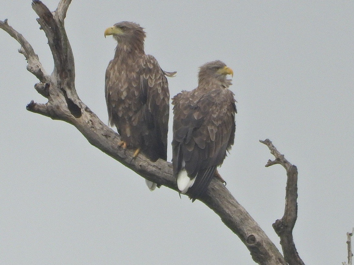 White-tailed Eagle - Ivan V