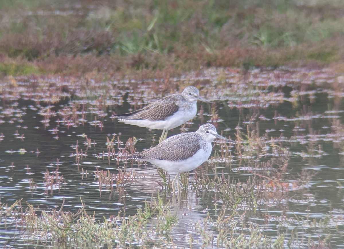 Common Greenshank - ML624186429