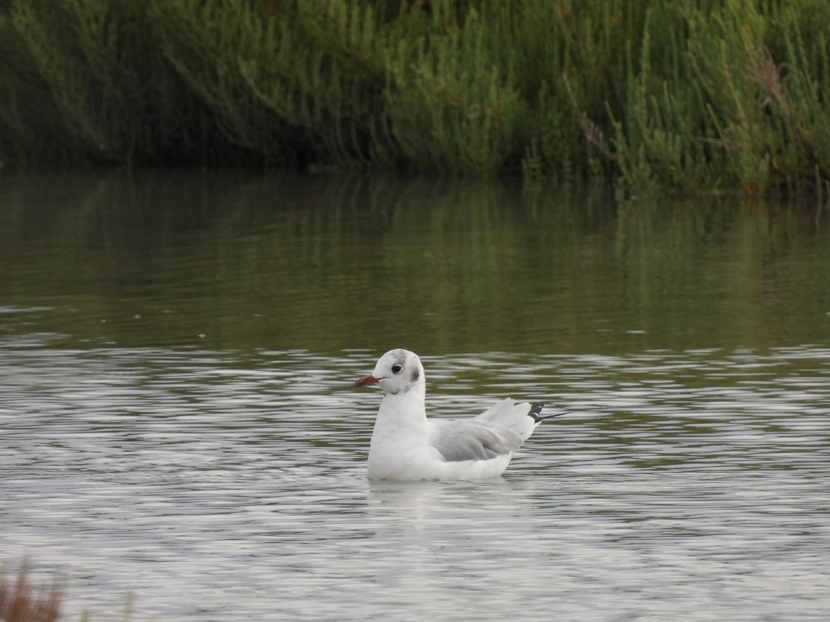 Mouette rieuse - ML624186469