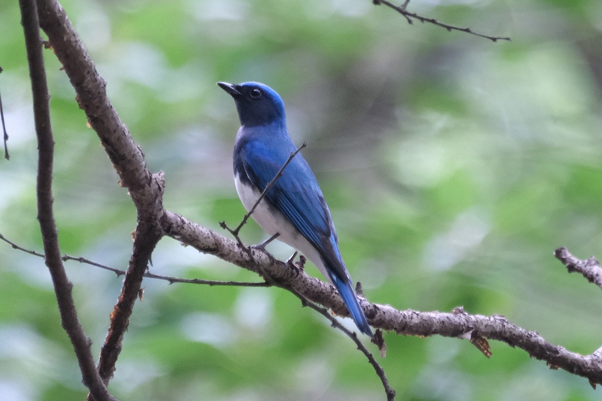 Blue-and-white Flycatcher - Xu Arlen