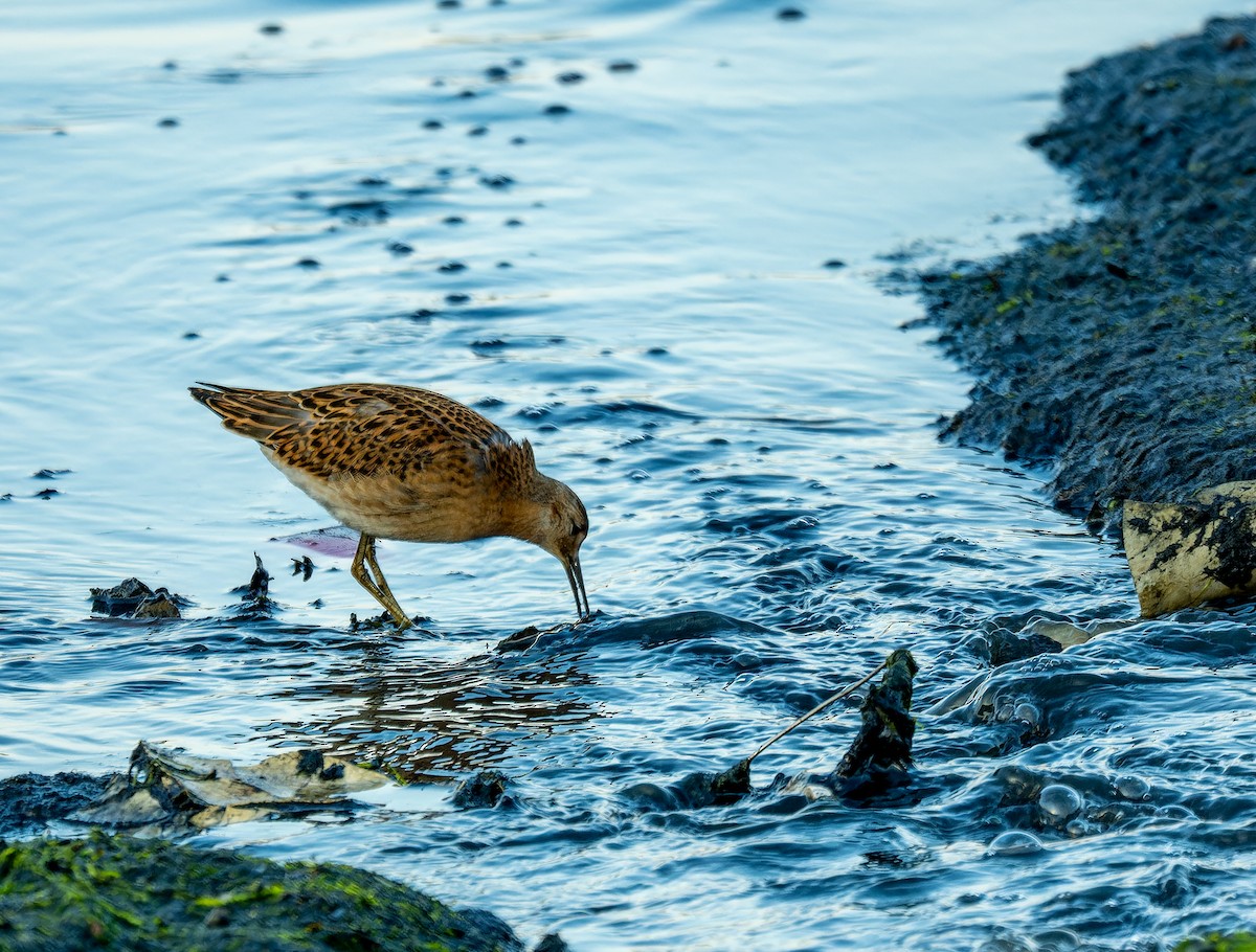 Kampfläufer - ML624186521