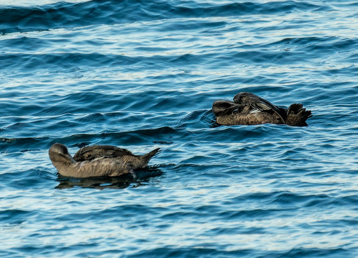 Common Eider - Alexander Naumov