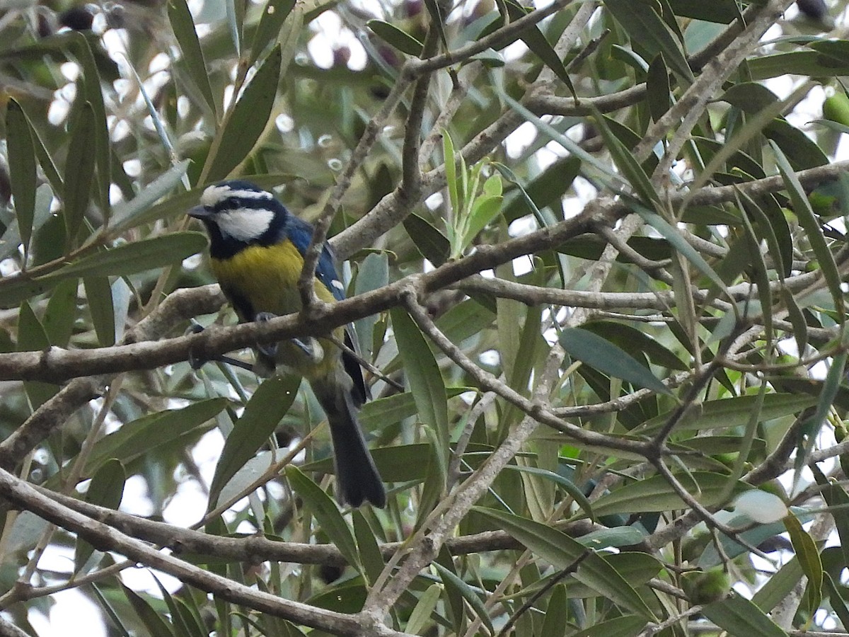 Mésange nord-africaine - ML624186570