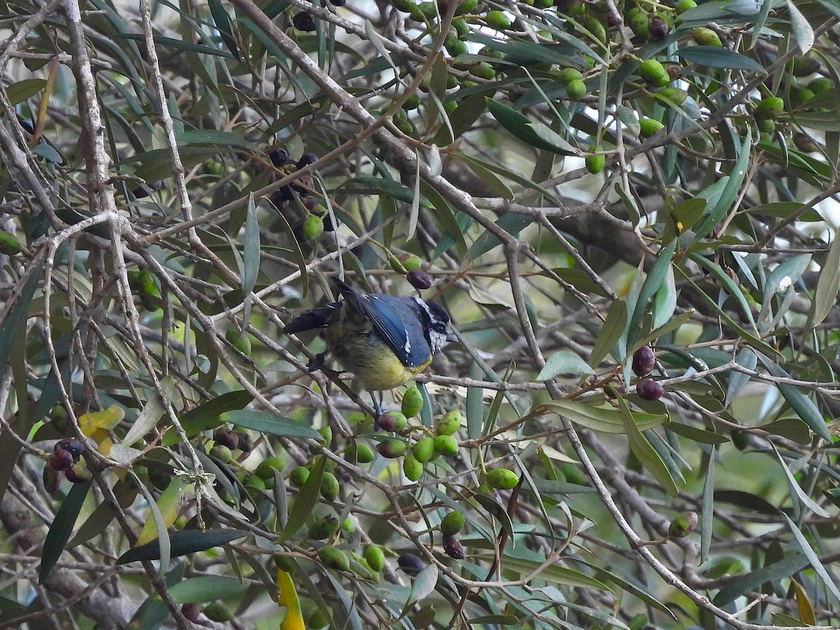 Mésange nord-africaine - ML624186571