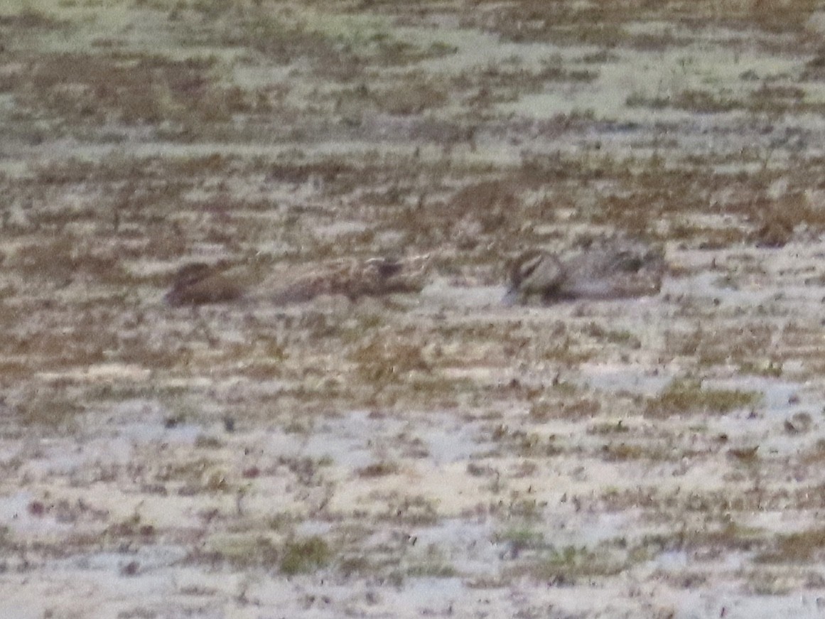 Garganey - ML624186586