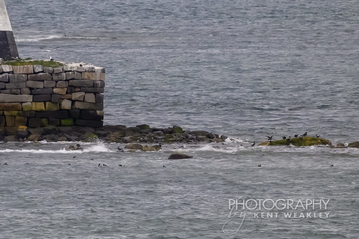 White-winged Scoter - ML624186624