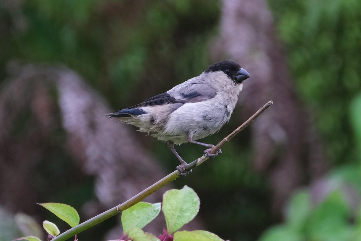 Azores Bullfinch - ML624186626