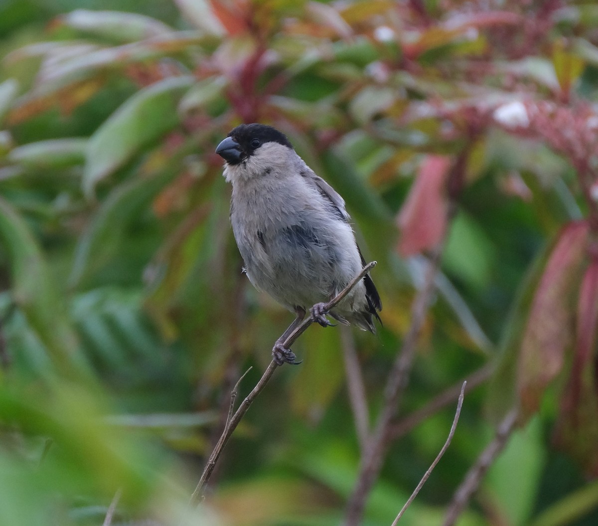 Azores Bullfinch - ML624186627