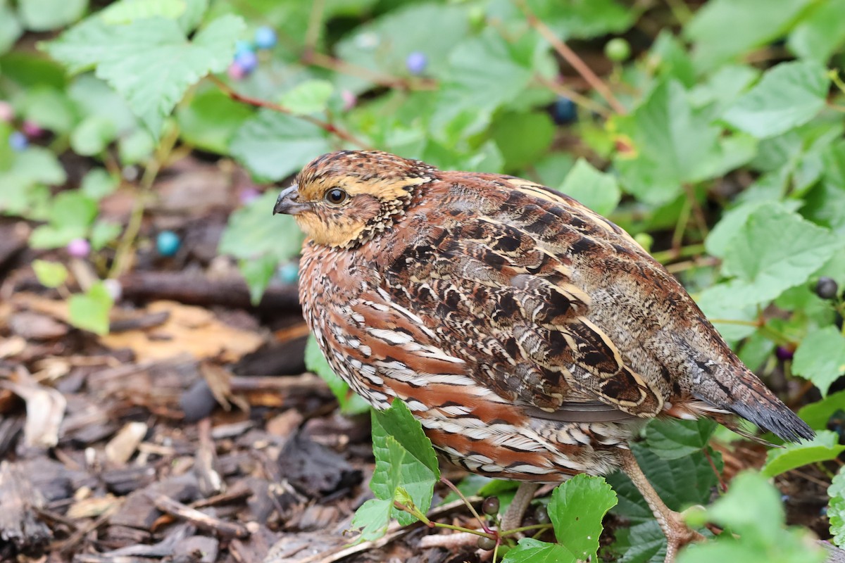 Northern Bobwhite - ML624186631