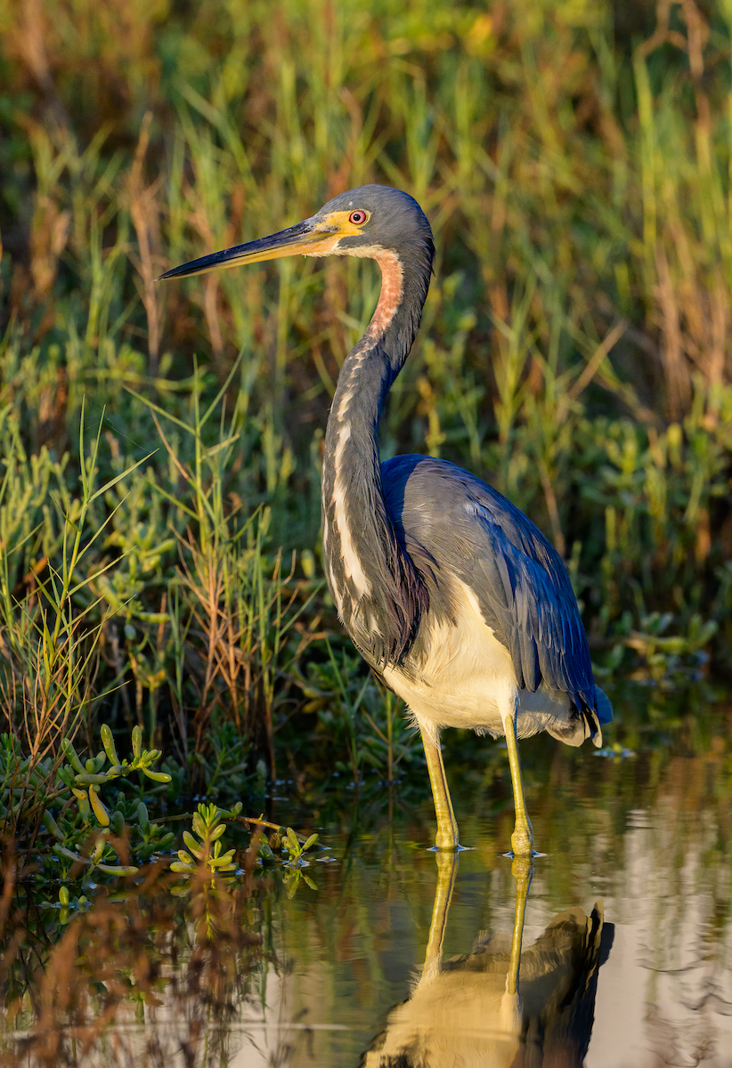 Tricolored Heron - ML624186645