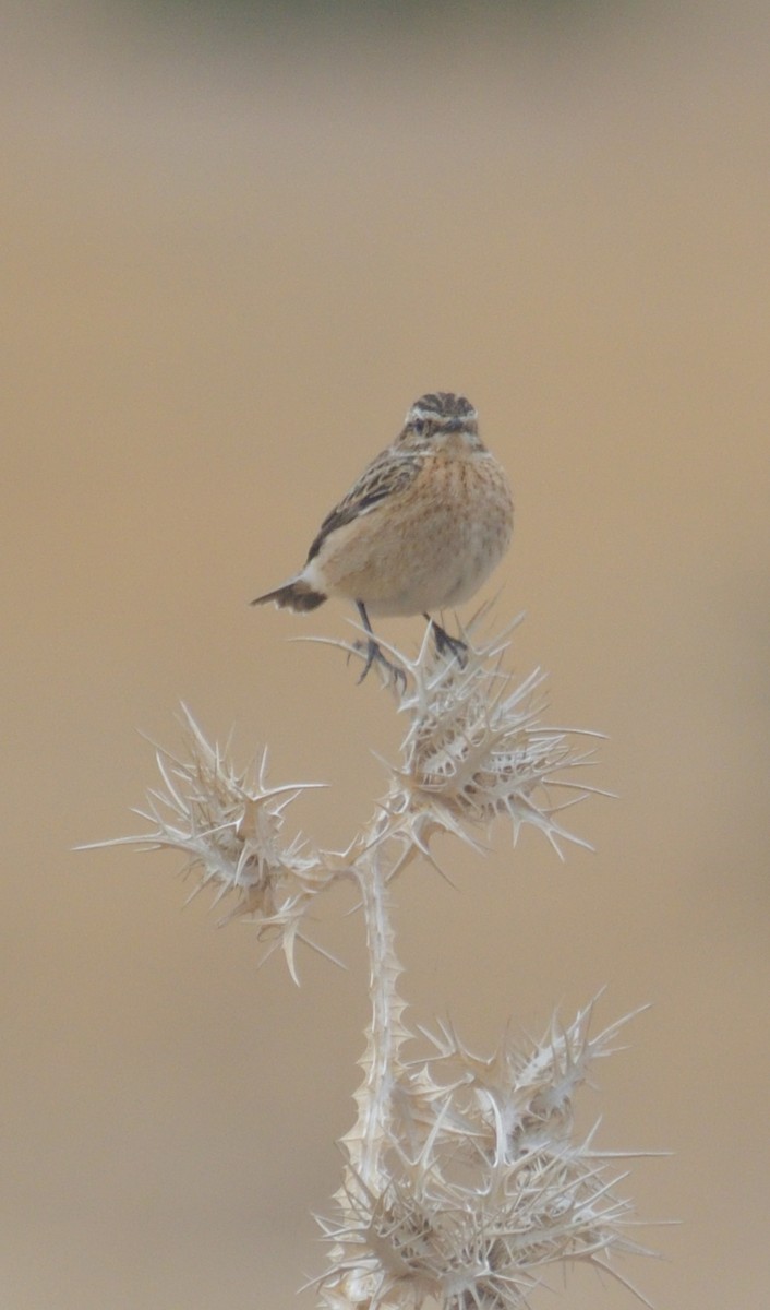 Braunkehlchen - ML624186678