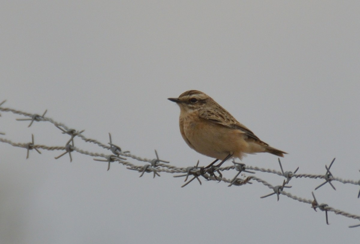 Braunkehlchen - ML624186679