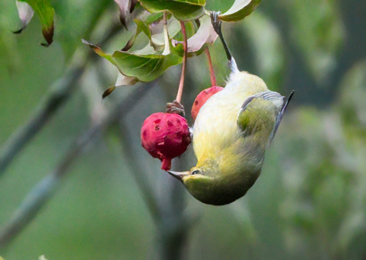 Tennessee Warbler - ML624186698