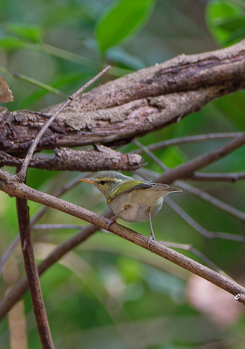 Western Crowned Warbler - ML624186714