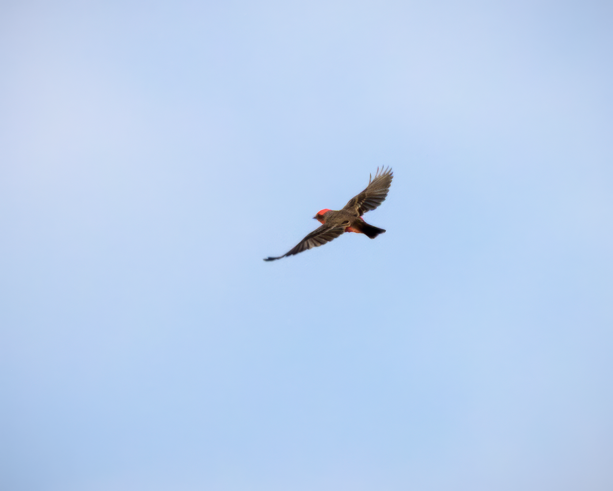 Vermilion Flycatcher - ML624186715