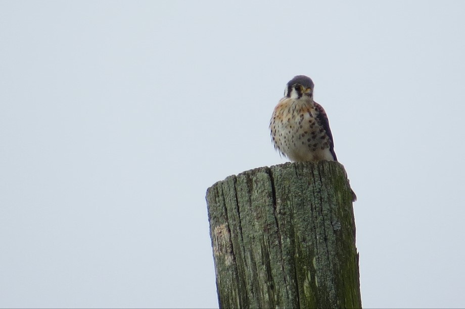 American Kestrel - ML624186731