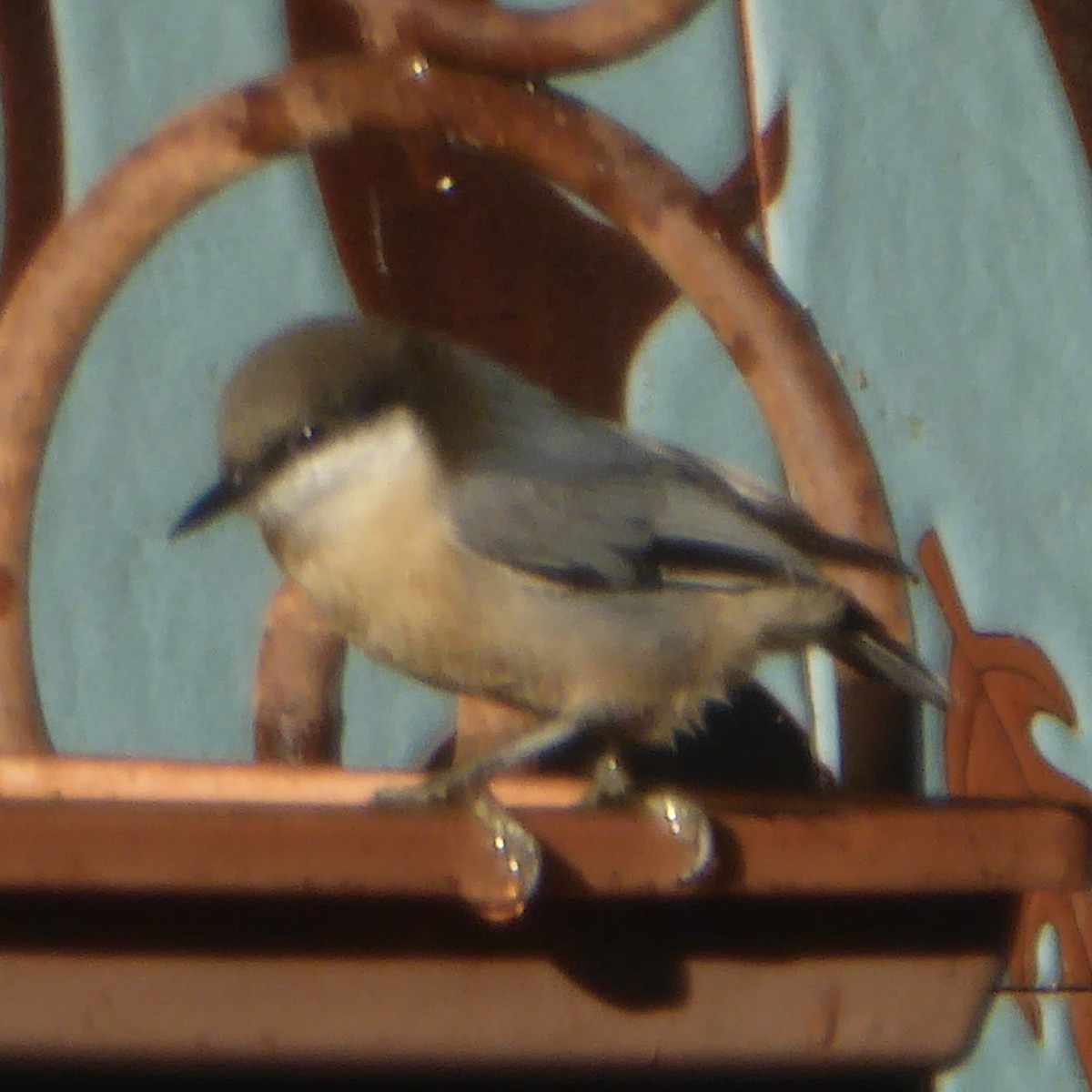 Pygmy Nuthatch - ML624186742