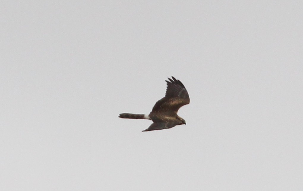 Montagu's Harrier - Nelson Fonseca