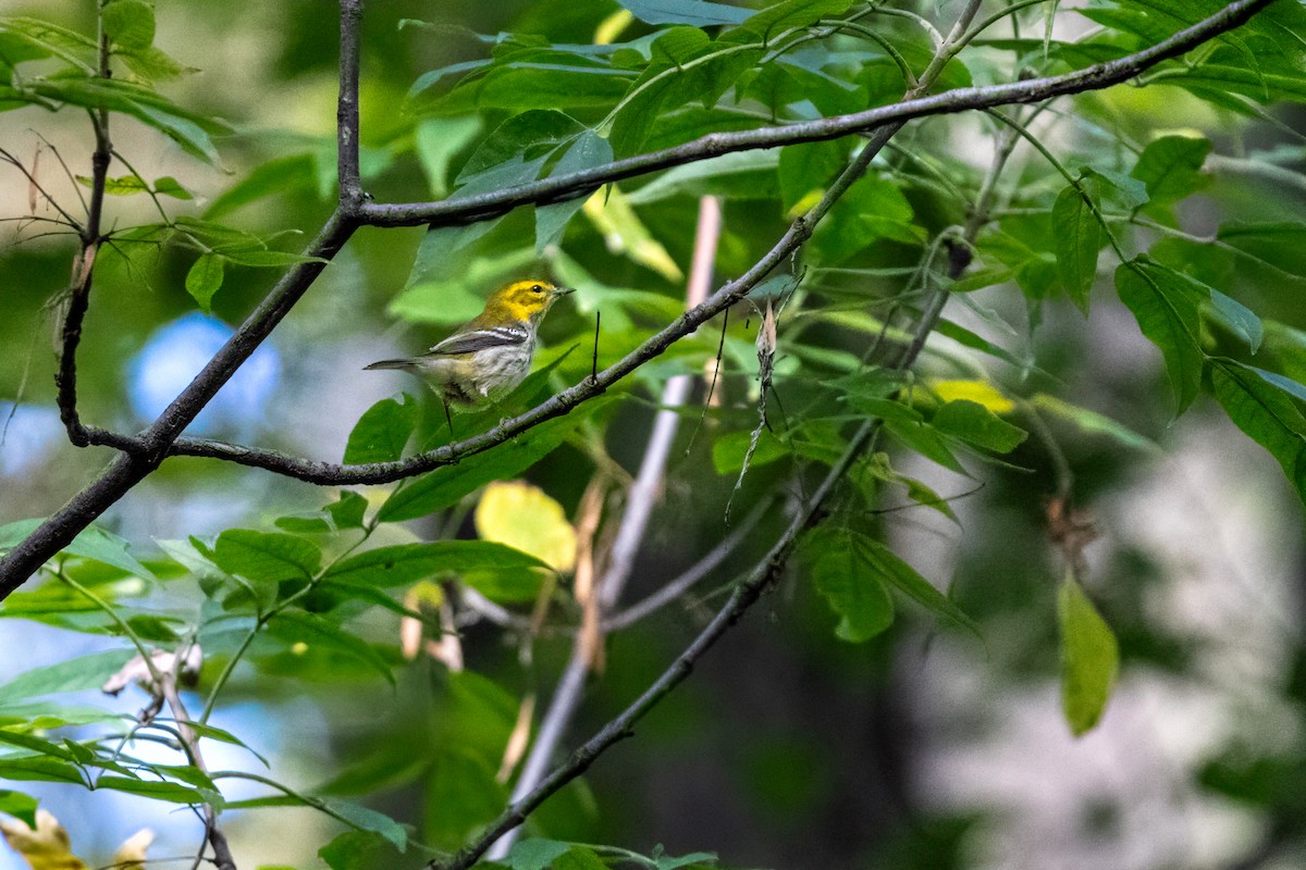 Black-throated Green Warbler - ML624186776