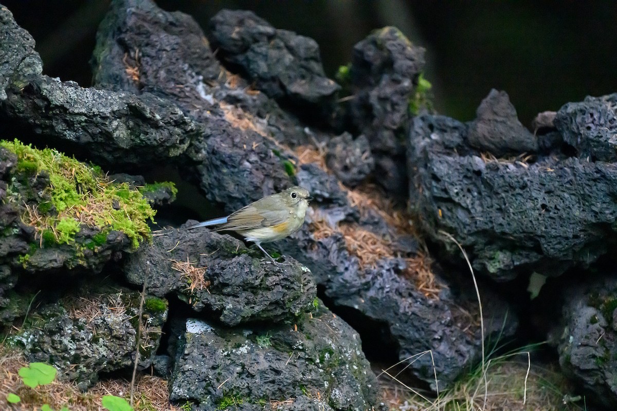 Red-flanked Bluetail - ML624186784