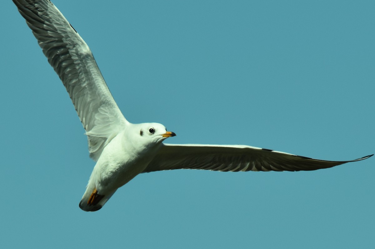 Mouette rieuse - ML624186827