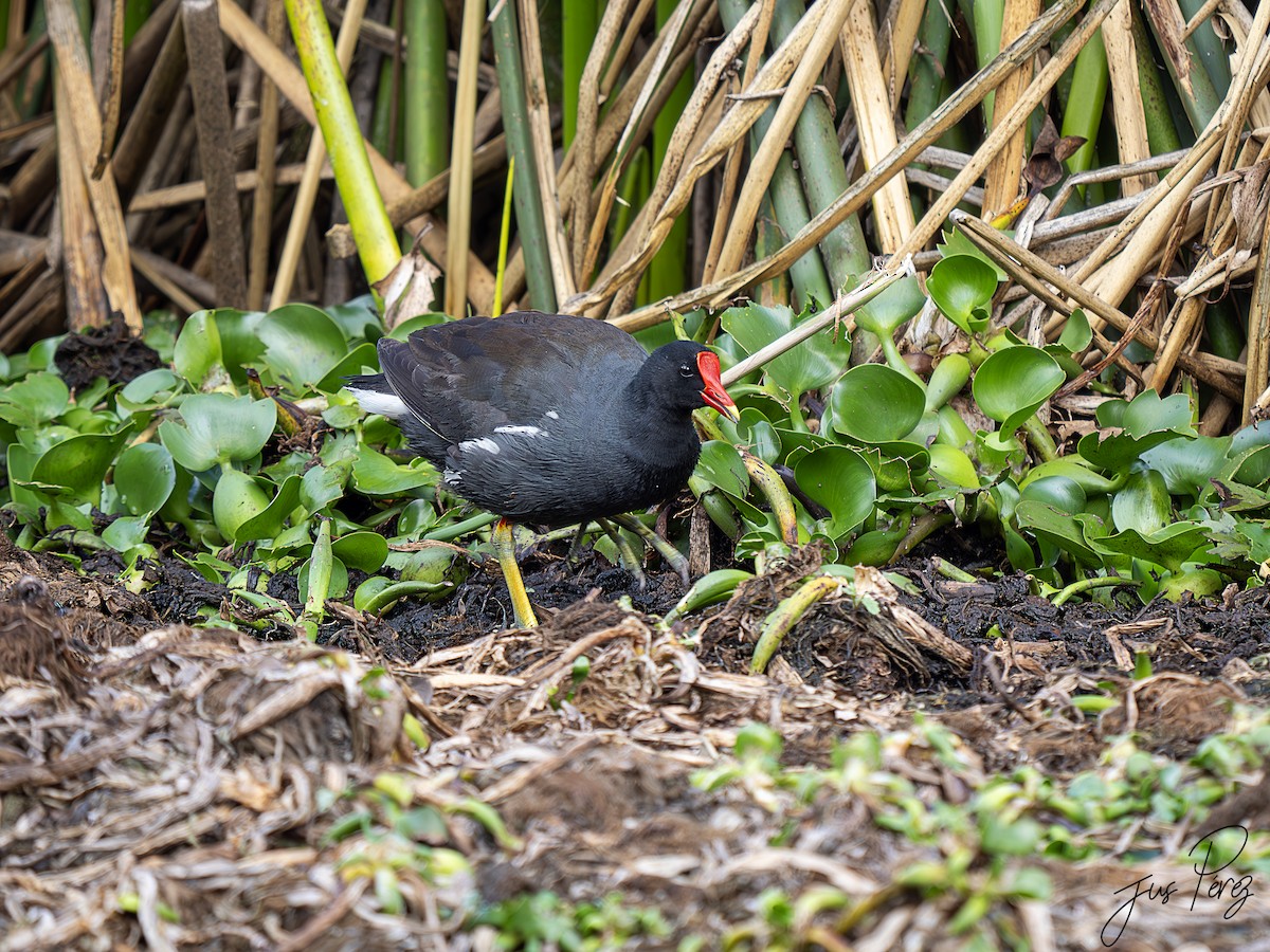 Common Gallinule (American) - ML624186895