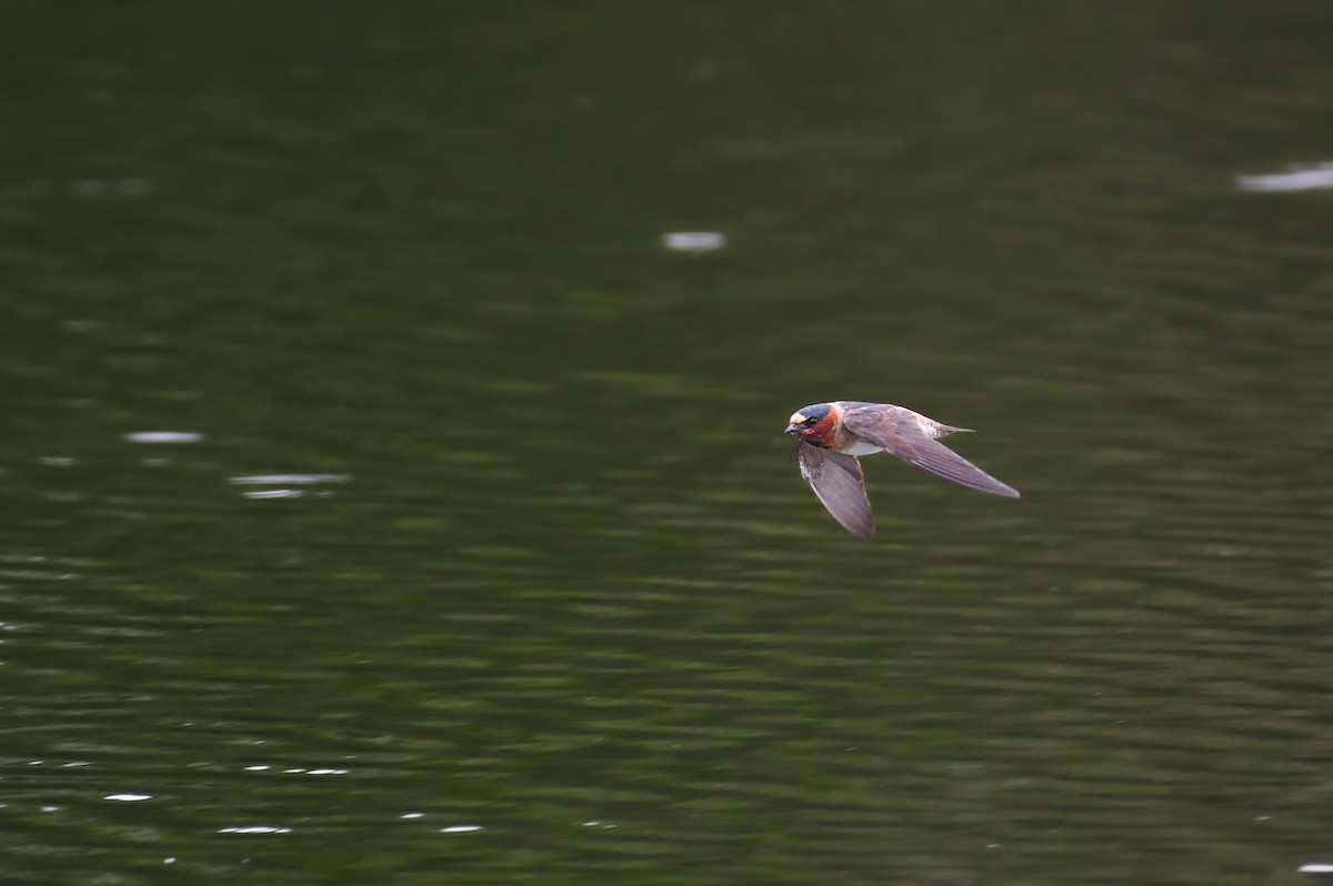 Cliff Swallow - ML624186903