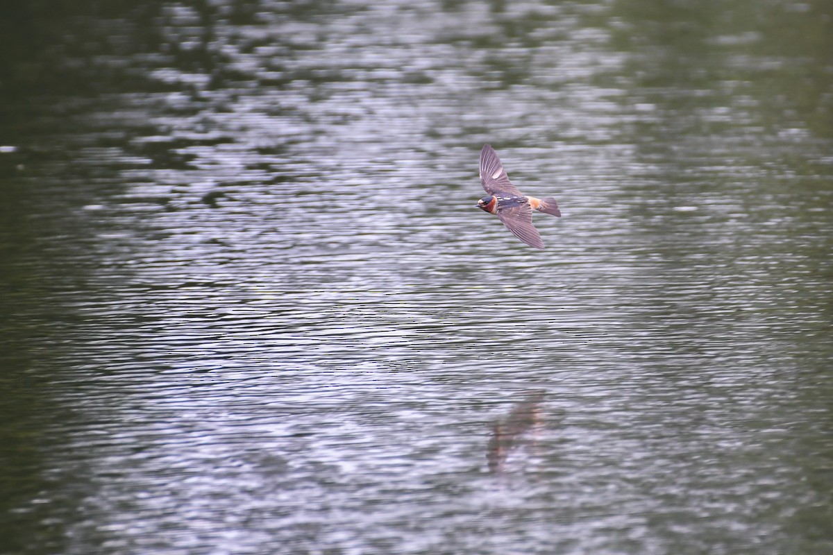 Cliff Swallow - ML624186907