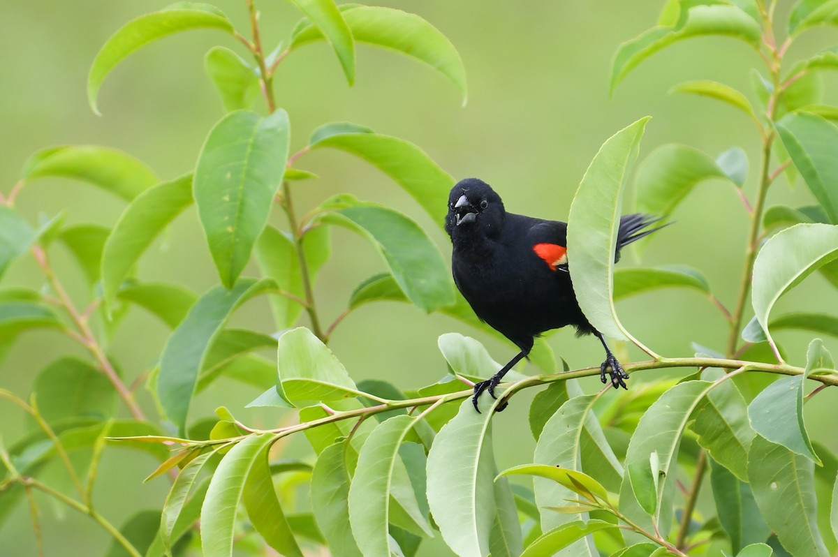 Red-winged Blackbird - ML624186911