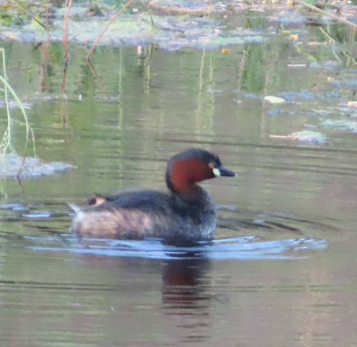 Little Grebe - Gargi Dalawat