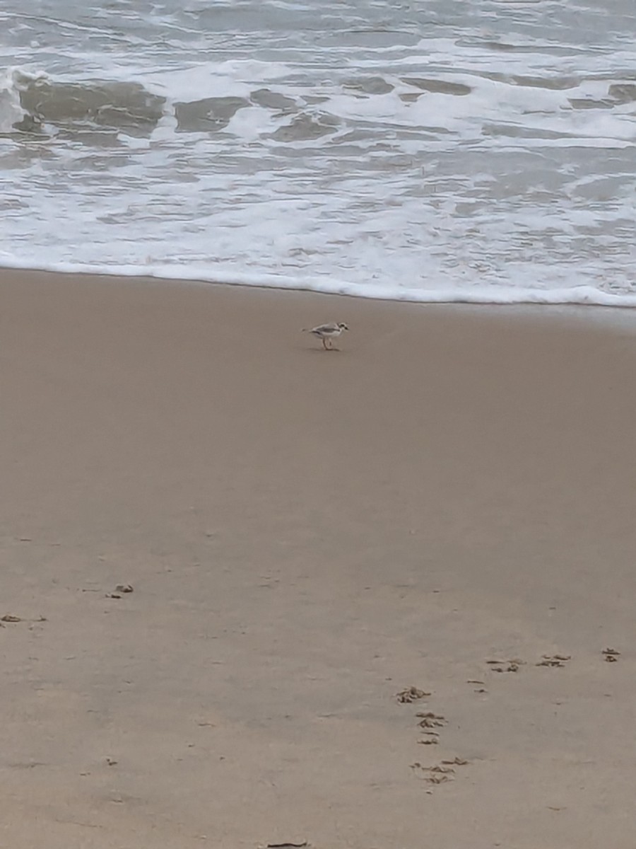 Pluvier siffleur - ML624186936