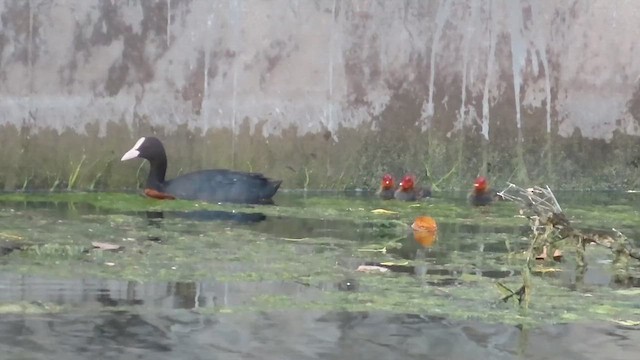 Eurasian Coot - ML624186941