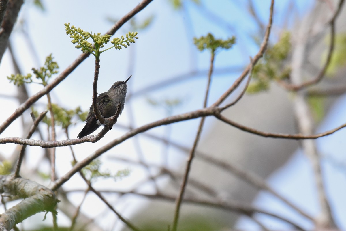 Vervain Hummingbird - ML624186956